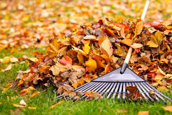 Cost of Leaves Removal in Encinitas
