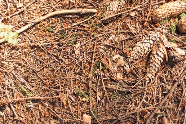 Pine Needles Removal in Encinitas