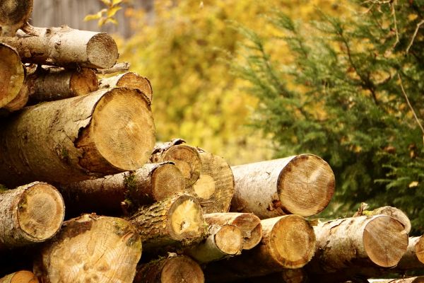 Wood Pile Removal in Encinitas