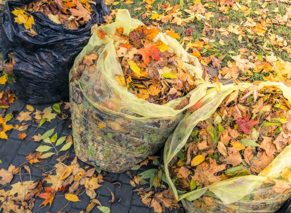 Yard Cleanup Service in Encinitas