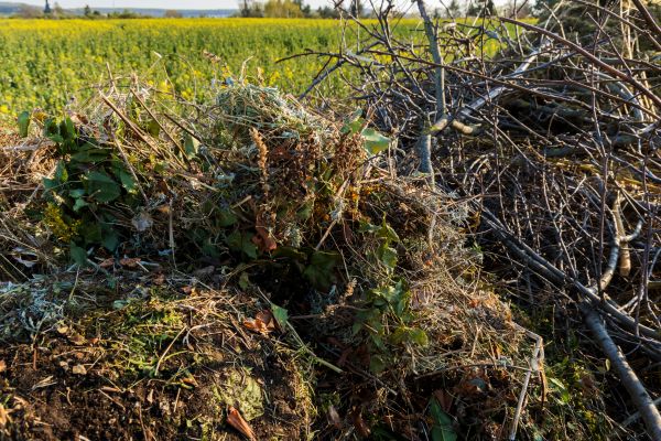 Brush Disposal in Encinitas