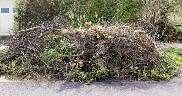 Tree Limb Cleanup in Encinitas