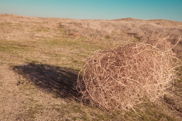 Tumbleweed Removal in Encinitas