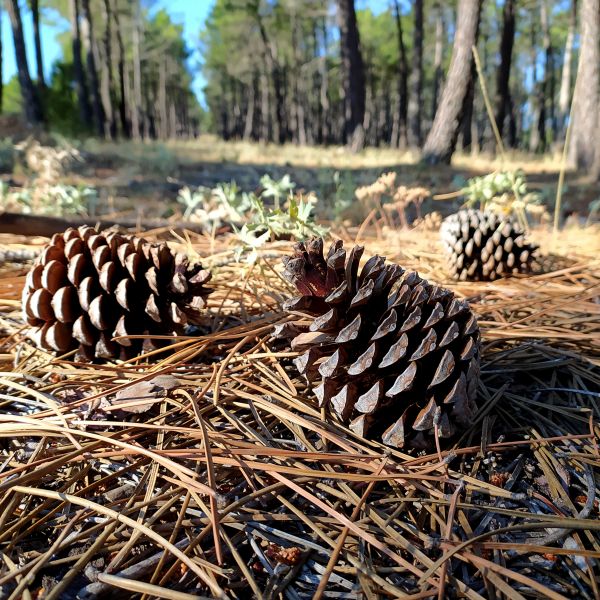 Cost of Pine Cone Removal in Encinitas