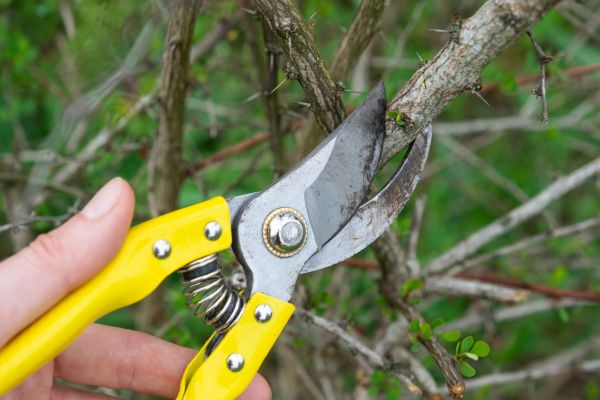 Limbs Removal in Encinitas