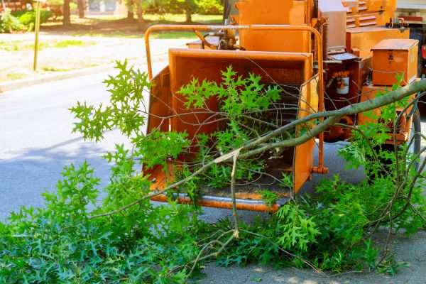 Tree Branches Removal in Encinitas