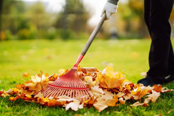 Cost of Ditch Leaf Removal in Encinitas