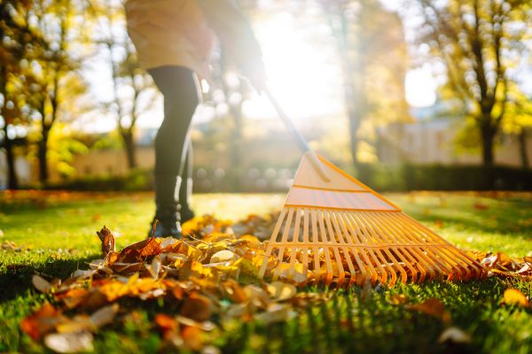 Leaves Raking in Encinitas
