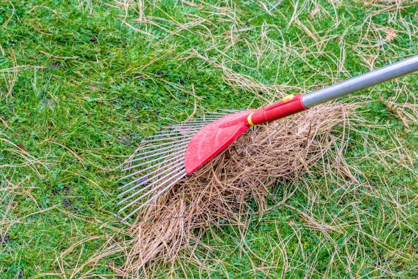 Yard Raking in Encinitas