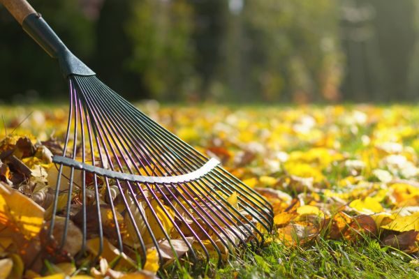 Leaf Removal in Encinitas