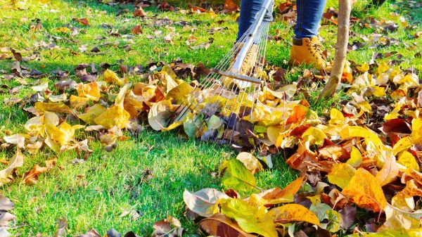 Lawn Cleanup Service in Encinitas