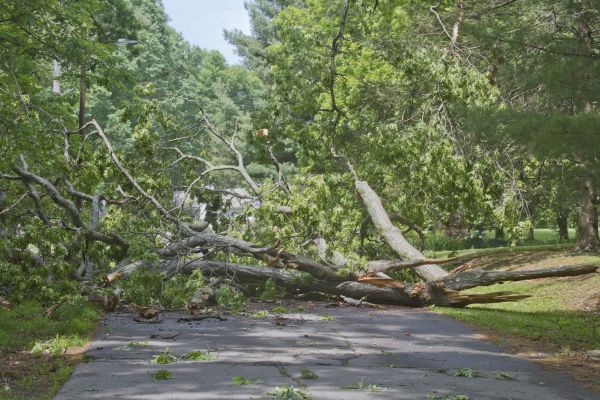 Tree Debris Removal in Encinitas